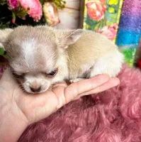 Mini  SPARROW , a male Chihuahua for sale in Tracy, CA – 3 of 7