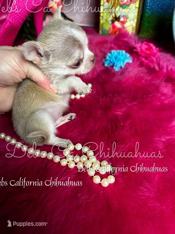 Exceptional  SPARROW  – Chihuahua puppy for sale in Tracy, CA