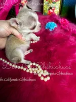 Exceptional  SPARROW , a male Chihuahua for sale in Tracy, CA – Photo 1 of 4