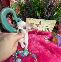Deb’s STERLING -2 Videos, a male Chihuahua for sale in Tracy, CA – 4 of 10