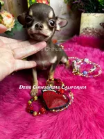 Hershey - See Video , a male Chihuahua for sale in Tracy, CA – 3 of 5