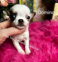 DOMINO See video, a male Chihuahua for sale in Tracy, CA – 3 of 5