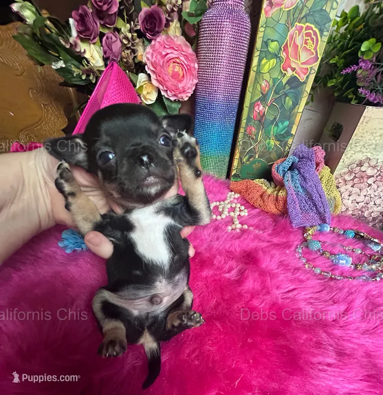 Tiny COLA aka OREO – Chihuahua puppy for sale in Tracy, CA