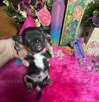 Tiny COLA aka OREO, a male Chihuahua for sale in Tracy, CA – 1 of 6