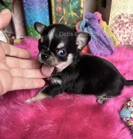 Deb’s California  LC Tiny PEPE LE PEW, a male Chihuahua for sale in Tracy, CA – 4 of 5