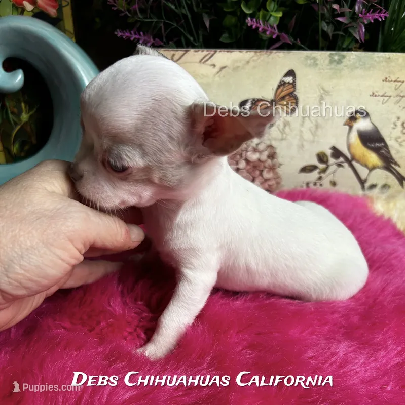 Little  STERLING - Pics parents – Chihuahua puppy for sale in Tracy, CA