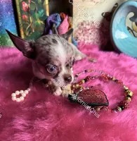 DEBS CALIF CHIS tint  DISCO - Videos!, a male Chihuahua for sale in Tracy, CA – 4 of 8