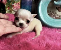 Tiny OHLALA , a male Chihuahua for sale in Tracy, CA – 1 of 4