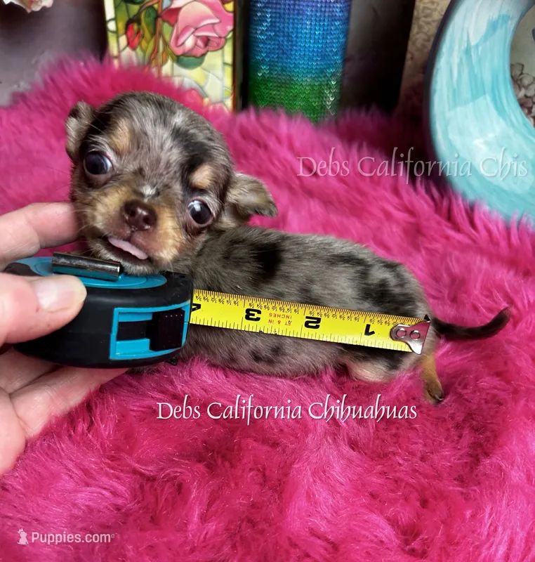 Tiny Aurora   – Chihuahua puppy for sale in Tracy, CA