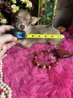 Little COCO , a female Chihuahua for sale in Tracy, CA – 5 of 7