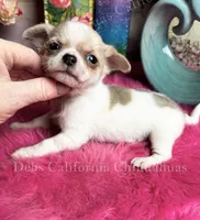 Serious Sam, a male Chihuahua for sale in Tracy, CA – 4 of 4