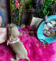 Little TINKERBELL, a female Chihuahua for sale in Tracy, CA – 2 of 5