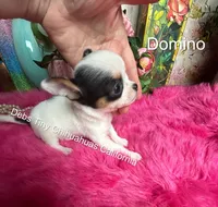 DOMINO See video, a male Chihuahua for sale in Tracy, CA – 2 of 5