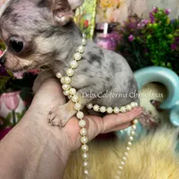 Debs California GIZMO , a male Chihuahua for sale in Tracy, CA – Photo 2 of 7