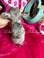 Tiny GIZMO , a male Chihuahua for sale in Tracy, CA – Photo 4 of 4