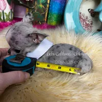 Debs California GIZMO , a male Chihuahua for sale in Tracy, CA – Photo 4 of 7