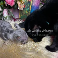 Debs California GIZMO , a male Chihuahua for sale in Tracy, CA – Photo 5 of 7