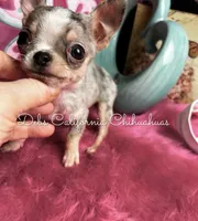 Tiny GIZMO , a male Chihuahua for sale in Tracy, CA – Photo 3 of 4