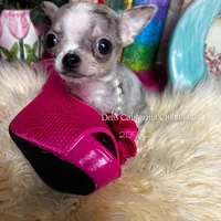 Debs California GIZMO , a male Chihuahua for sale in Tracy, CA – Photo 6 of 7