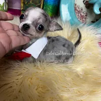 Debs California GIZMO , a male Chihuahua for sale in Tracy, CA – Photo 3 of 7