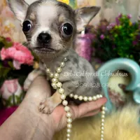 Debs California GIZMO , a male Chihuahua for sale in Tracy, CA – Photo 1 of 7