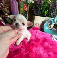 Debs California Chis STUART , a male Chihuahua for sale in Tracy, CA – 3 of 5