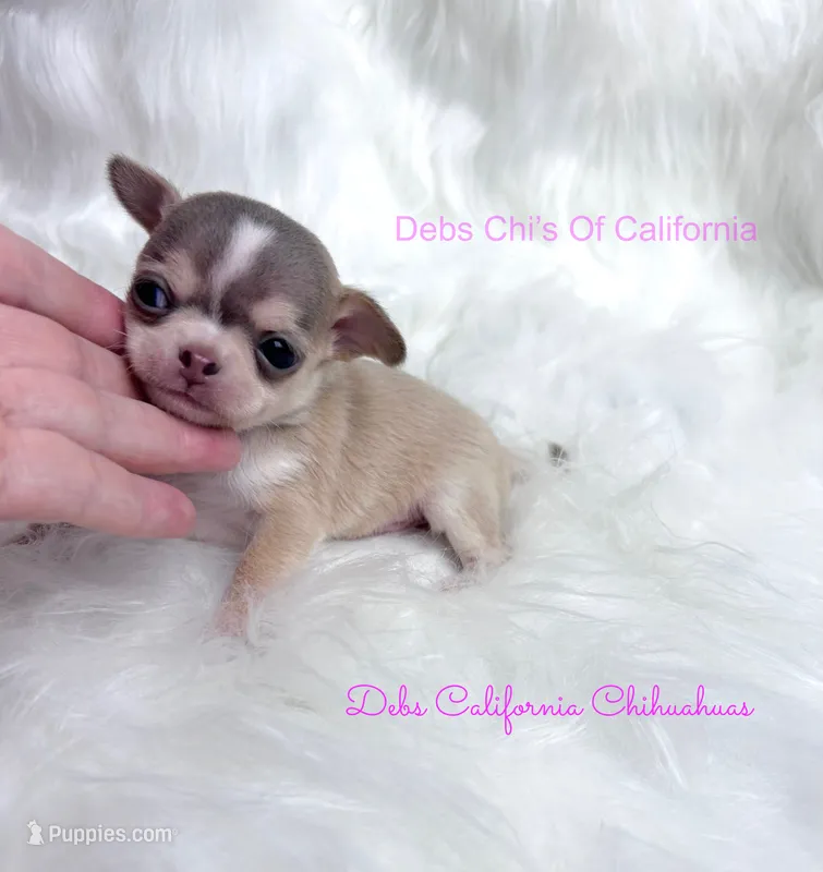 Xtiny WILLOW – Chihuahua puppy on hold in Tracy, CA