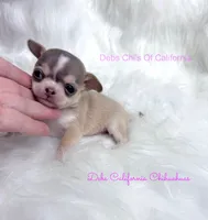 Xtiny WILLOW, a male Chihuahua for sale in Tracy, CA – 1 of 3