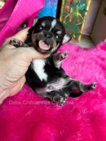 Debs Calif Chi’s Tiny PEPE LE PEW, a male Chihuahua for sale in Tracy, CA – 4 of 4
