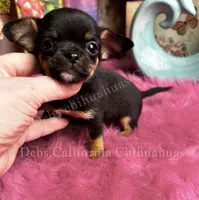 I want a  TACO, a male Chihuahua for sale in Tracy, CA – 2 of 3
