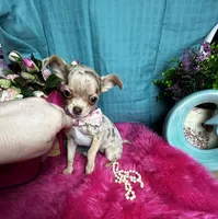 SARAH   2 Videos, a male Chihuahua for sale in Tracy, CA – 1 of 7