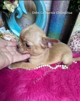 Deb’s Ca RED  BUTTON, a male Chihuahua for sale in Tracy, CA – 3 of 7