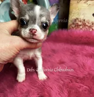 Tiny FRECKLES   See Video, a male Chihuahua for sale in Tracy, CA – 3 of 6