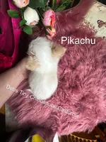 PIKACHU see Video , a male Chihuahua for sale in Tracy, CA – 4 of 8