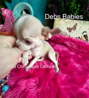 Teensy SPARROW , a male Chihuahua for sale in Tracy, CA – 4 of 5