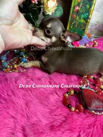 Little HERSHEY, a male Chihuahua for sale in Tracy, CA – 2 of 4