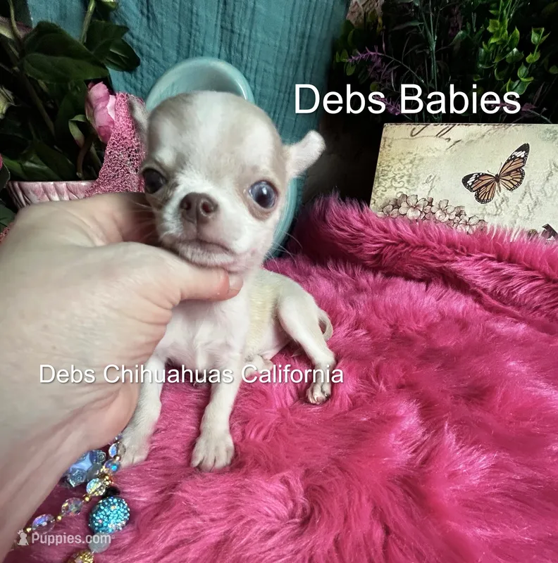 Teensy SPARROW  – Chihuahua puppy for sale in Tracy, CA