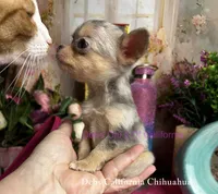 Little BITTY , a male Chihuahua for sale in Tracy, CA – 1 of 1