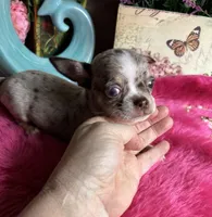 DEBS CALIF CHIS little PICASSO - Videos!, a male Chihuahua for sale in Tracy, CA – 4 of 9