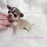 Xtiny WILLOW, a male Chihuahua for sale in Tracy, CA – 2 of 3