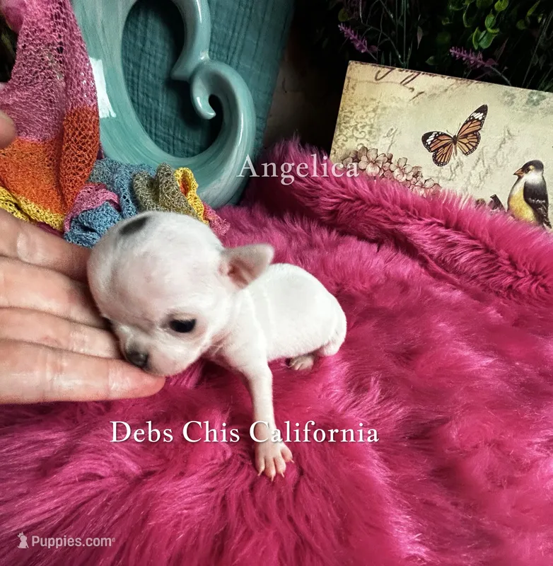 XTiny MONROE – Chihuahua puppy for sale in Tracy, CA