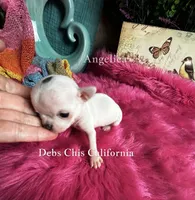 XTiny MONROE, a female Chihuahua for sale in Tracy, CA – 1 of 2