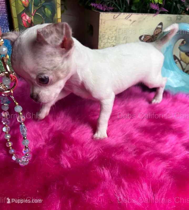DEBS CA CHIHUAHUAS Little CASPER- Videos!  – Chihuahua puppy for sale in Tracy, CA