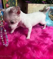 DEB’S California Chis  Little CASPER- 3 Videos! , a male Chihuahua for sale in Tracy, CA – 1 of 10