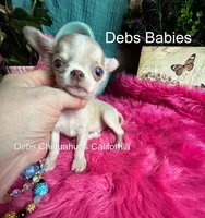 Teensy SPARROW , a male Chihuahua for sale in Tracy, CA – 3 of 5