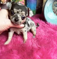 Little  PEBBLES , a female Chihuahua for sale in Tracy, CA – 2 of 4