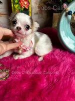 Little Longcoat SOPHIE , a female Chihuahua for sale in Tracy, CA – 9 of 9