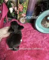 Tiny GREMLIN , a male Chihuahua for sale in Tracy, CA – 3 of 4