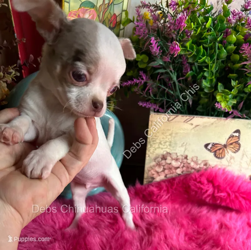 Deb’s STERLING - Video  – Chihuahua puppy for sale in Tracy, CA