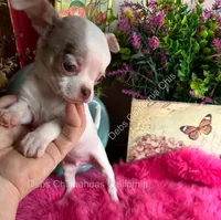 Deb’s STERLING -2 Videos, a male Chihuahua for sale in Tracy, CA – 1 of 10